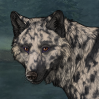 Cool White Merle Headshot