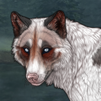 *Biewer T2 Husky Eyes -2M Headshot