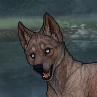 dark fawn 4m husky Headshot