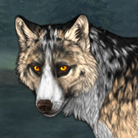 Wolf Headshot