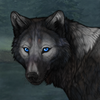 Blue Merle silver wraith Headshot