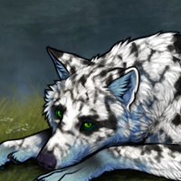 Blue Merle Headshot