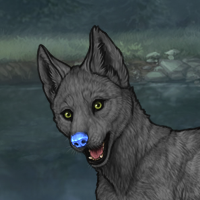 Gray Male pup Headshot