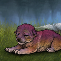 New Puppy Headshot