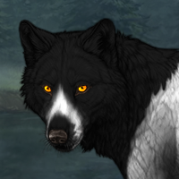 Wolf Headshot