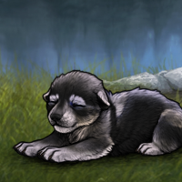 Female Puppy 5M EN Headshot