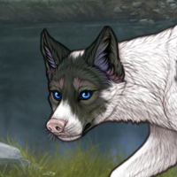 Pup Piebald: Biewer Male Headshot