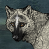 Wolf Headshot