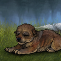 Female Puppy 5M SN Headshot