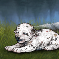 606 f dalmatian Headshot