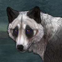 Racoon Blue Headshot