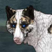 Piebald: Biewer | Female Headshot