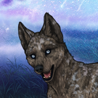 5bo husky cocoa Headshot