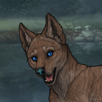 33SC caramel female pup Headshot