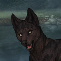 CN Equuleus' Ebony Headshot