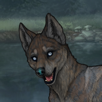 g3 husky coot merle opo Headshot