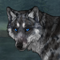 BLUEY W/ WHITE MERLE Headshot