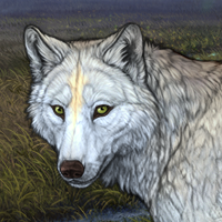 Wolf Headshot