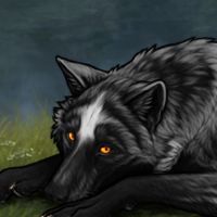 Wolf Headshot