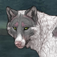 Piebald: Biewer  female Headshot