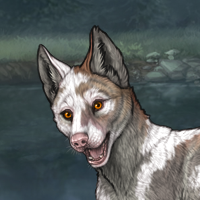 Piebald  m Headshot