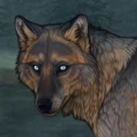 husky grulla keep? Headshot