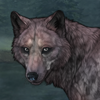 Glacier wolf Headshot