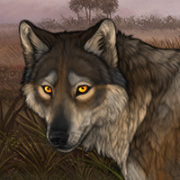 Coyote Headshot
