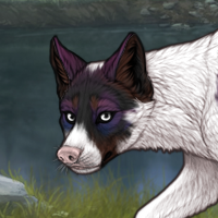 Piebald Biewer: Posted Headshot