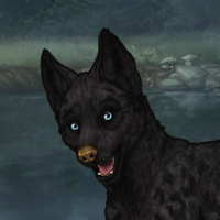 Nightpup Headshot