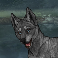 Grey Darker Ice Puppy Headshot