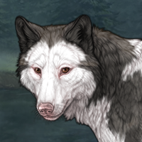 Piebald: Frontal Headshot