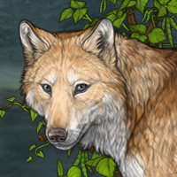Wolf Headshot