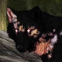 Wolf Headshot