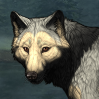 Wolf Headshot