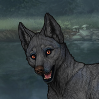 Gray Darker Pup Headshot