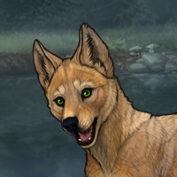 Kelpie Headshot