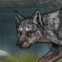 Andhera | Black Merle Headshot