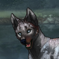 T2 | 6m husky Headshot