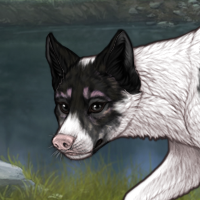 Spdagi piebald Headshot