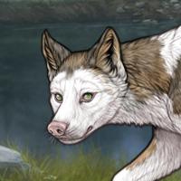 Frontal G5 T2 merle lupos Headshot