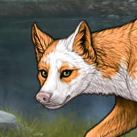 Gold piebald f Headshot