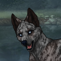 RNCR Husky Merle ib Headshot