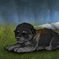 New Puppy Headshot