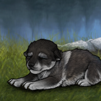 New Largest Puppy Headshot