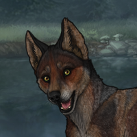 Red wolf Headshot