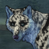 Blue Merle Headshot