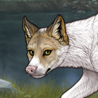 Piebald opossum M 5M Headshot