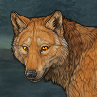 Coyote Spirit Headshot