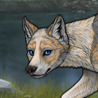 5m Merle/Inuit Headshot